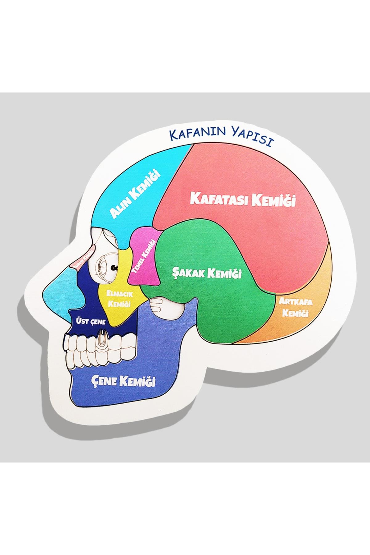 Moon Beavers Kafanın Yapısı Eğitici Öğretici Geliştirici Ahşap Sağlıklı Oyuncak 20x20 Cm